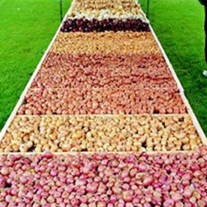 Hybrid Shallot Seed Mix 3 Hybrid Shallot Seed Mix