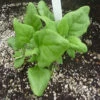 New Zealand Or Tetragonia Spinach 2 New Zealand Or Tetragonia Spinach -Maximas Flower Shop 03445