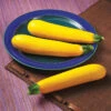 Golden Glory Hybrid Summer Squash -Maximas Flower Shop 03538