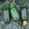 Green Griller Hybrid Squash 2 Green Griller Hybrid Squash -Maximas Flower Shop 03551