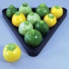 Pool Ball Hybrid Zucchini Squash -Maximas Flower Shop 03562