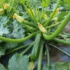 Sanabria Hybrid Zucchini -Maximas Flower Shop 03571