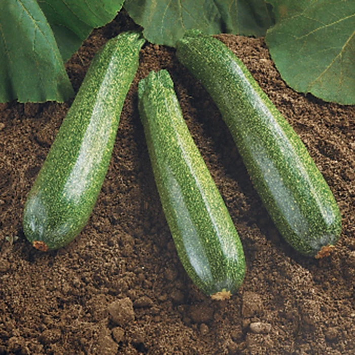 Spineless Beauty Hybrid Squash 3 Spineless Beauty Hybrid Squash