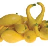 Delta Hybrid Yellow Crookneck Squash -Maximas Flower Shop 03581