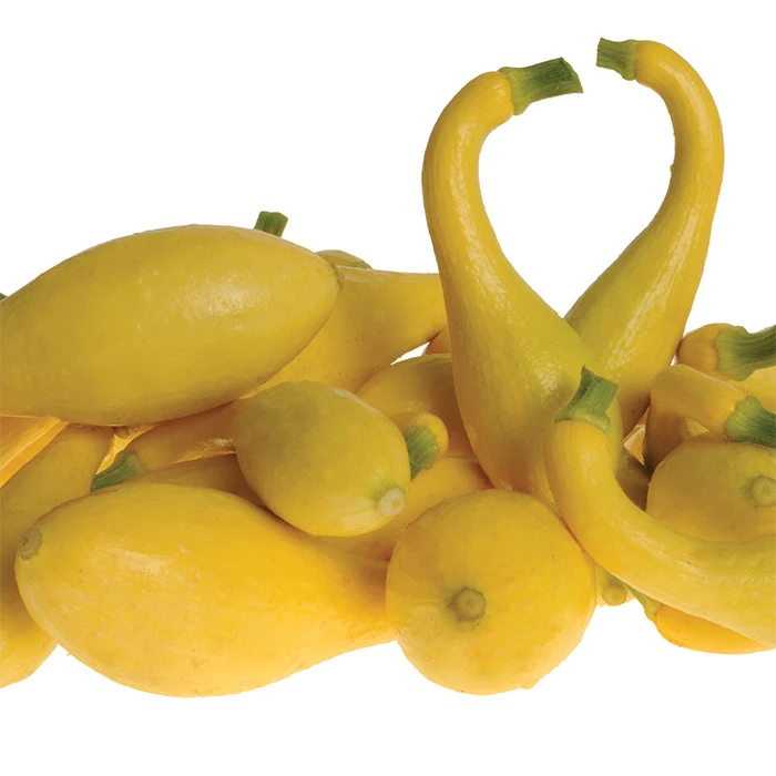 Delta Hybrid Yellow Crookneck Squash 3 Delta Hybrid Yellow Crookneck Squash
