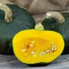 Maxima Burgess Buttercup Winter Squash -Maximas Flower Shop 03605