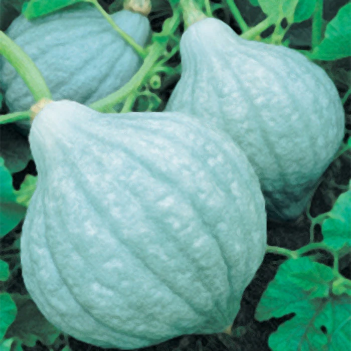Maxima Baby Blue Hubbard Winter Squash 3 Maxima Baby Blue Hubbard Winter Squash