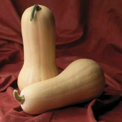 Atlas Hybrid Squash