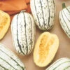 Bush Delicata Winter Squash -Maximas Flower Shop 03632