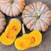Maxima Kai Kai Hybrid Winter Squash -Maximas Flower Shop 03634