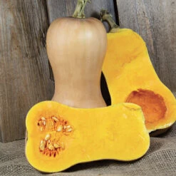 Early Butternut Winter Squash