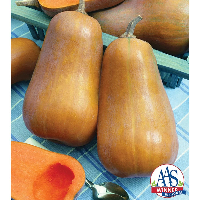 Honeybaby Hybrid Squash 3 Honeybaby Hybrid Squash