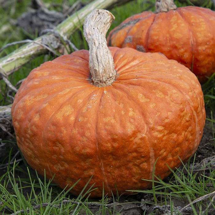 Maxima Mooregold Winter Squash 3 Maxima Mooregold Winter Squash