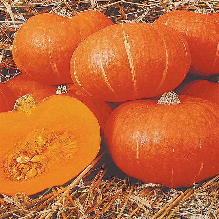 Maxima Sunshine Hybrid Winter Squash 3 Maxima Sunshine Hybrid Winter Squash