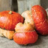 Maxima Turks Turban Squash -Maximas Flower Shop 03685b