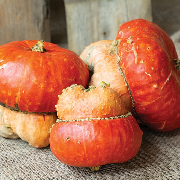 Maxima Turks Turban Squash 3 Maxima Turks Turban Squash