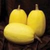 Primavera Hybrid Spaghetti Squash -Maximas Flower Shop 03689