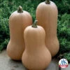 Waltham Butternut Winter Squash 1 Waltham Butternut Winter Squash -Maximas Flower Shop 03695 AH