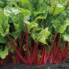 Fire Fresh Hybrid Swiss Chard 1 Fire Fresh Hybrid Swiss Chard -Maximas Flower Shop 03741