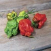 Carolina Reaper Pepper -Maximas Flower Shop 03755 HV