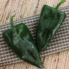Trident Hybrid Poblano Pepper -Maximas Flower Shop 03794