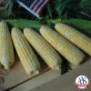 American Dream Bicolor Untreated Hybrid Sweet Corn 2 American Dream Bicolor Untreated Hybrid Sweet Corn -Maximas Flower Shop 03800