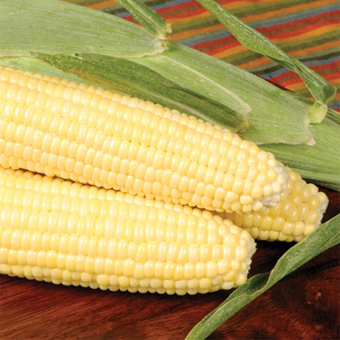 Bodacious RM Untreated Hybrid Sweet Corn 3 Bodacious RM Untreated Hybrid Sweet Corn