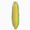 Early Golden Bantam Sweet Corn -Maximas Flower Shop 03914