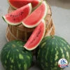 Cal Sweet Bush Watermelon -Maximas Flower Shop 04034 AH