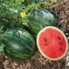 Mini Love Hybrid Watermelon -Maximas Flower Shop 04069