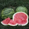 Secretariat Hybrid Watermelon 2 Secretariat Hybrid Watermelon -Maximas Flower Shop 04087