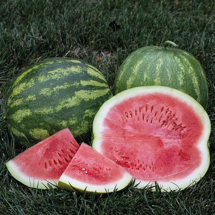 Secretariat Hybrid Watermelon 3 Secretariat Hybrid Watermelon