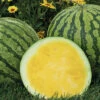 Yellow Buttercup Hybrid Seedless Watermelon 2 Yellow Buttercup Hybrid Seedless Watermelon -Maximas Flower Shop 04138 AH