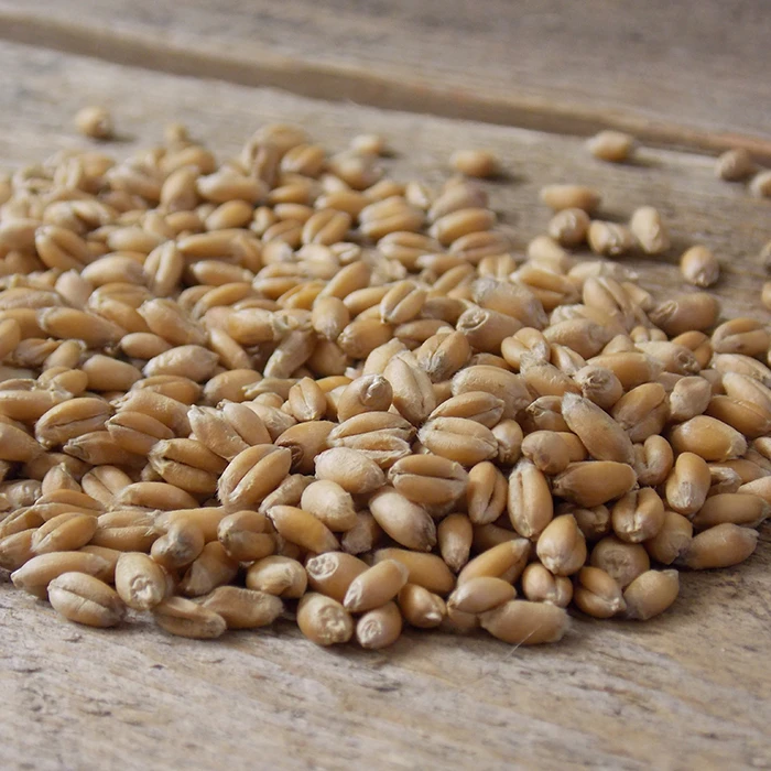 Winter Wheat 3 Winter Wheat