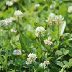 White Dutch Clover