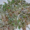 Alfalfa Sprouting Seed -Maximas Flower Shop 04405
