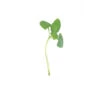 Italian Large Leaf Microgreens Basil -Maximas Flower Shop 04406 MicrogreenBasil