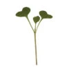 Broccoli Microgreens -Maximas Flower Shop 04408 MicrogreenBroccoli