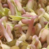 Mung Bean Sprouting Seed -Maximas Flower Shop 04420