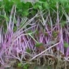 Radish Sprouting Seed -Maximas Flower Shop 04430