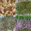 Sprouting Seed Mix -Maximas Flower Shop 04445