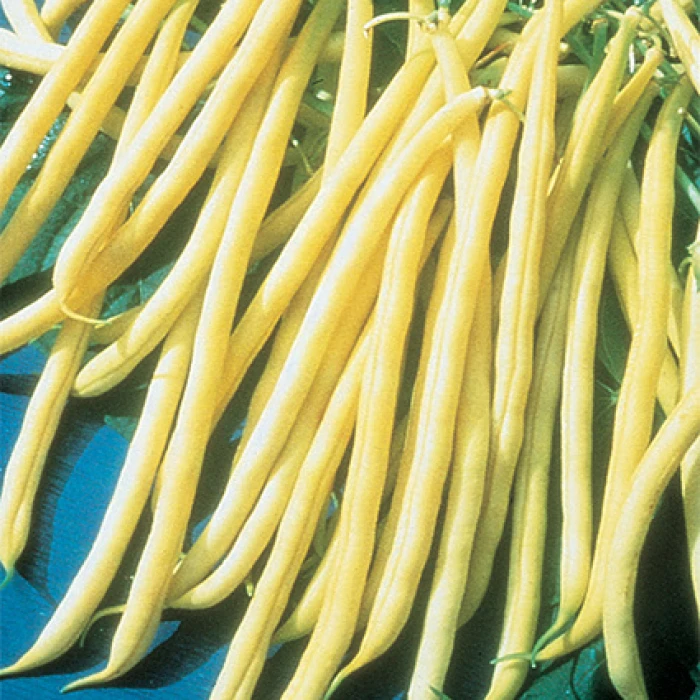 Rocdor Organic Bean Seed 3 Rocdor Organic Bean Seed