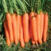 Yaya Organic Hybrid Carrot 2 Yaya Organic Hybrid Carrot -Maximas Flower Shop 04922