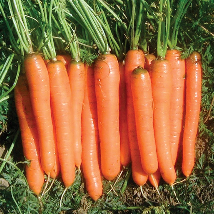 Yaya Organic Hybrid Carrot 3 Yaya Organic Hybrid Carrot