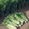 Tango Organic Celery 2 Tango Organic Celery -Maximas Flower Shop 04924