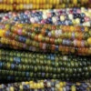 Glass Gem Organic Ornamental Corn 2 Glass Gem Organic Ornamental Corn -Maximas Flower Shop 04930b