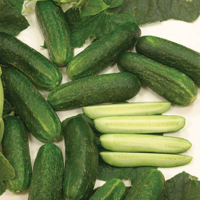 Organic Diamant Hybrid Cucumber 3 Organic Diamant Hybrid Cucumber