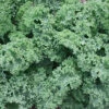 Darkibor Hybrid Organic Kale 1 Darkibor Hybrid Organic Kale -Maximas Flower Shop 04945