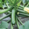 Organic Zucchini Green Machine 1 Organic Zucchini Green Machine -Maximas Flower Shop 04947 Squash GreenMachine