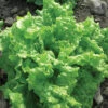 Black Seeded Simpson Organic Lettuce -Maximas Flower Shop 04950